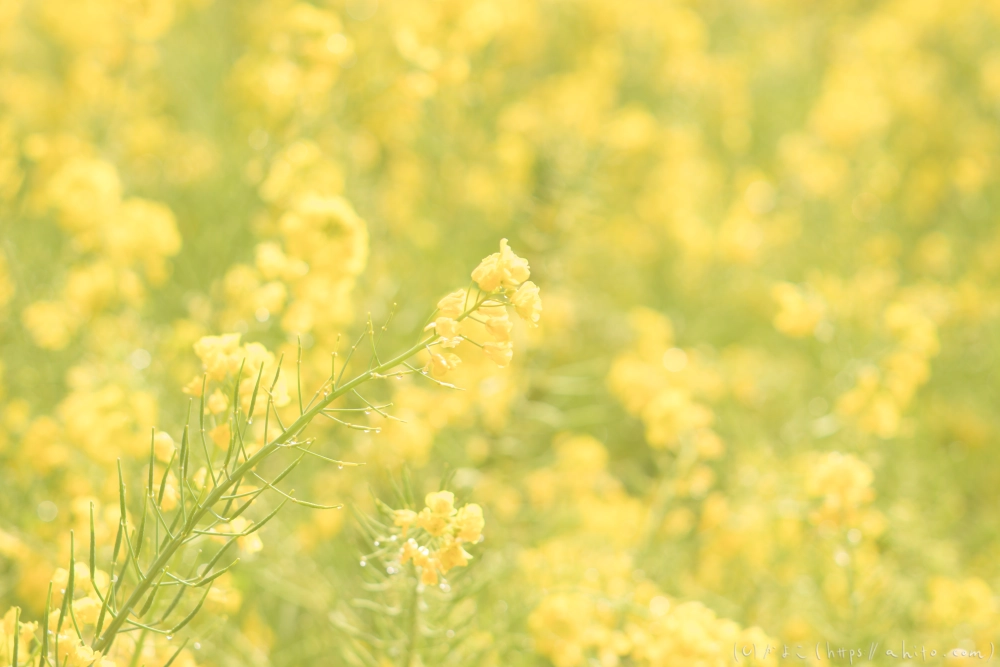 菜の花 - 10