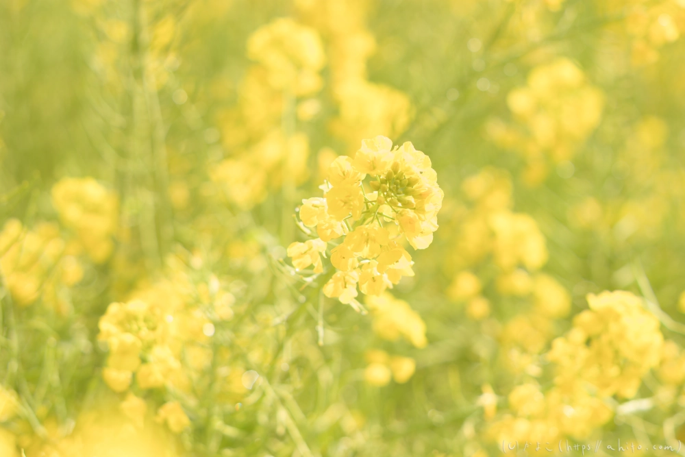 菜の花 - 11