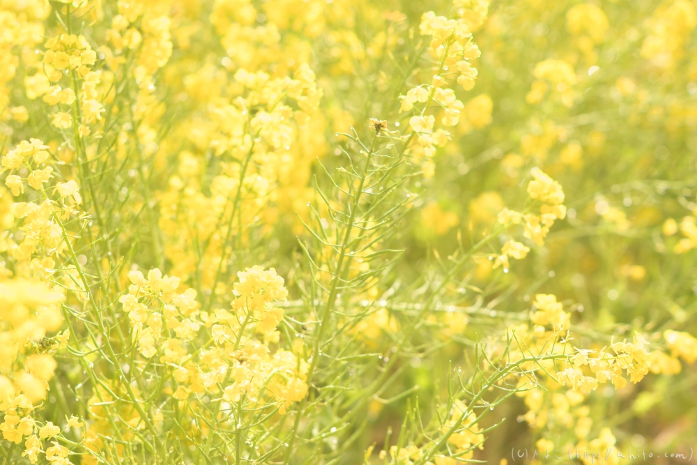 菜の花 - 12