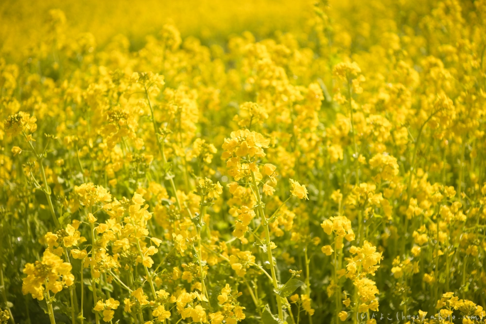 菜の花 - 16