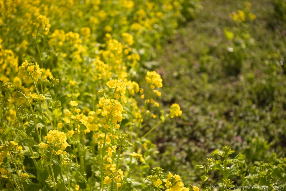 菜の花 - 17