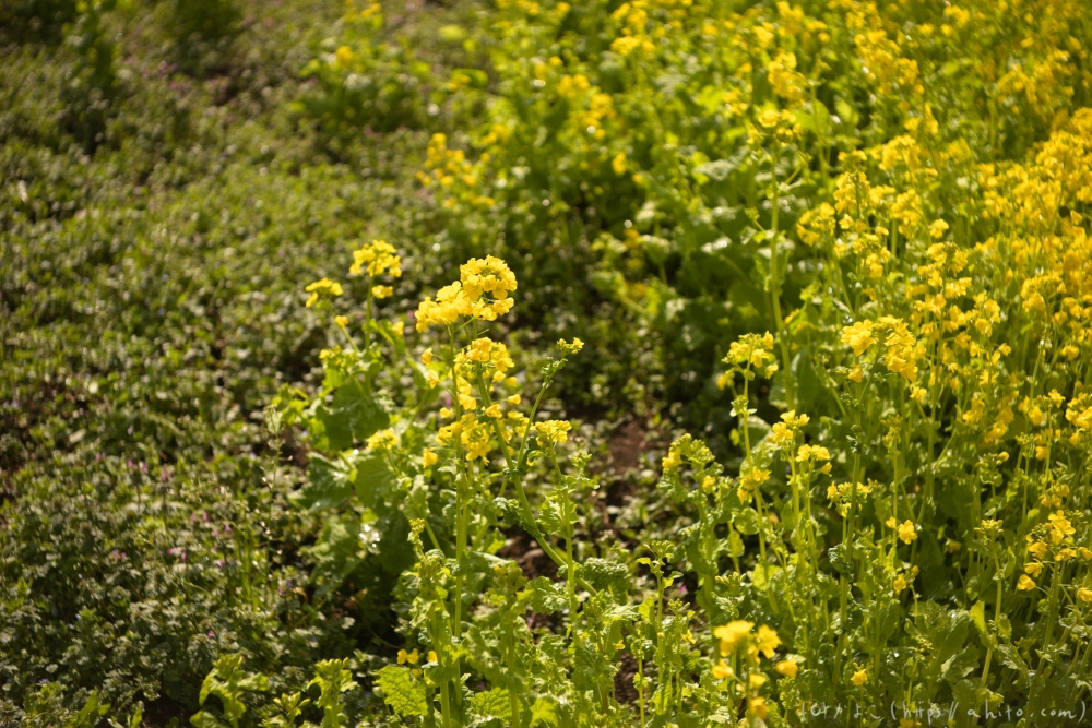 菜の花 - 18