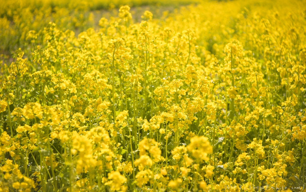 菜の花 - 19