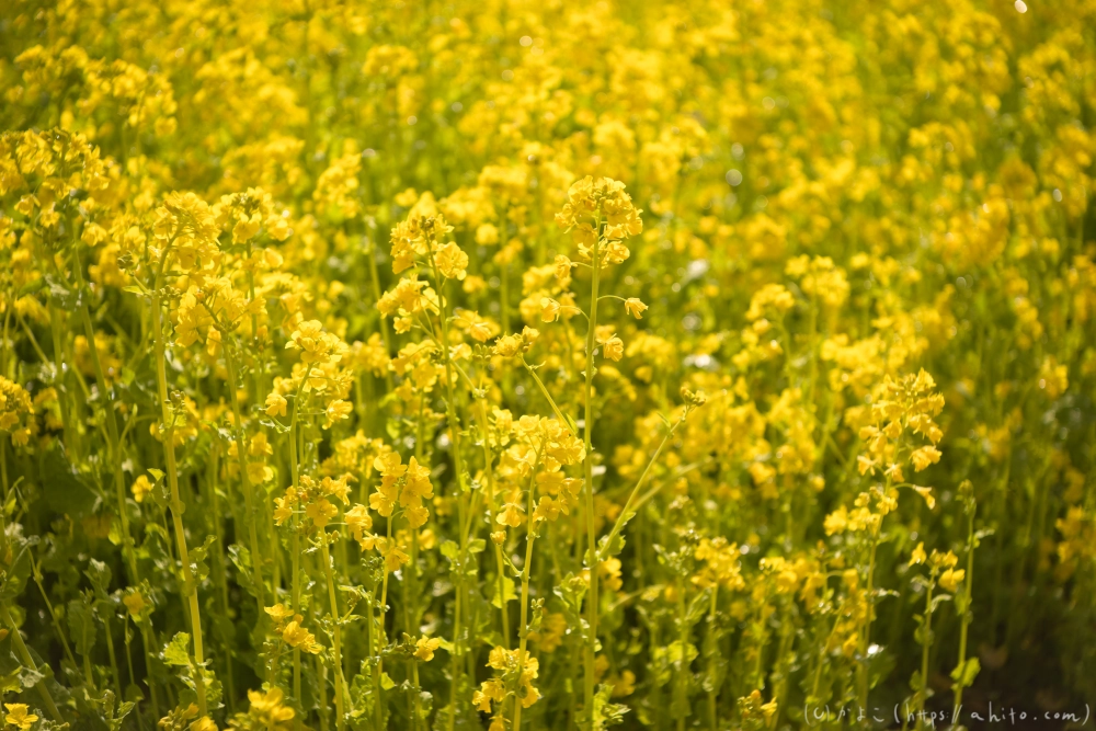 菜の花 - 21