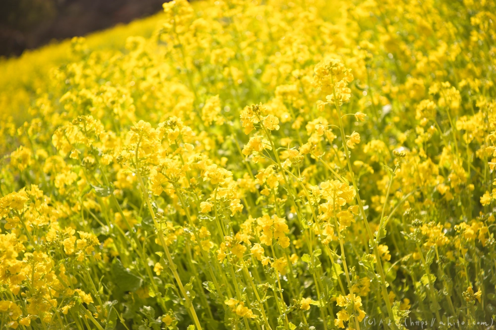 菜の花 - 23