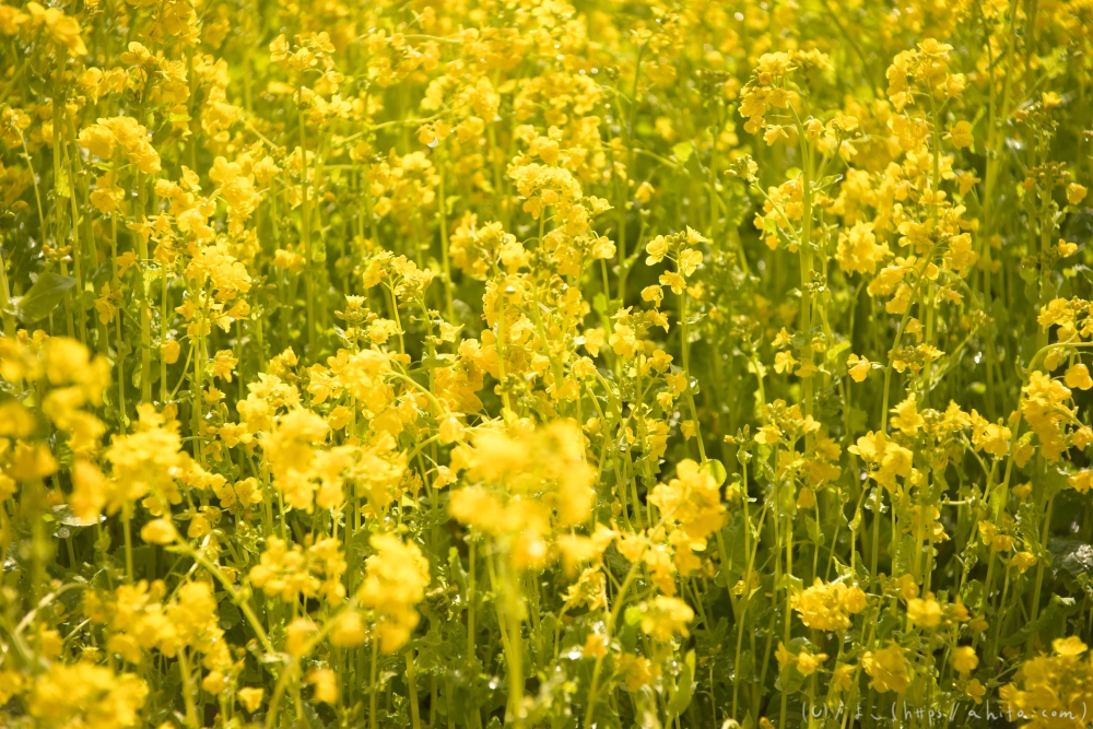 菜の花 - 24