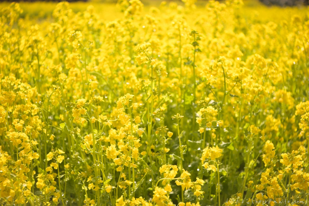 菜の花 - 25