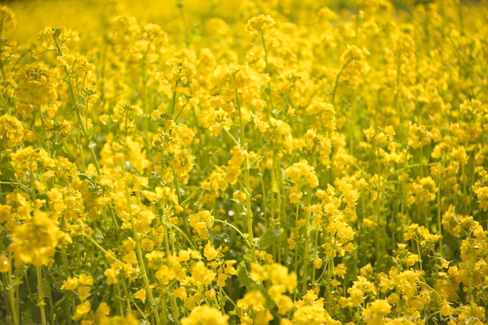 菜の花 - 26