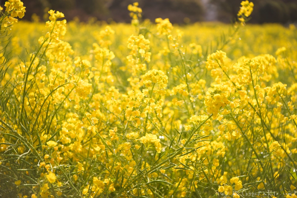 菜の花 - 29