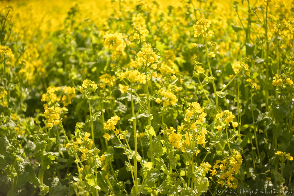 菜の花 - 33