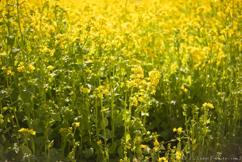 菜の花 - 34