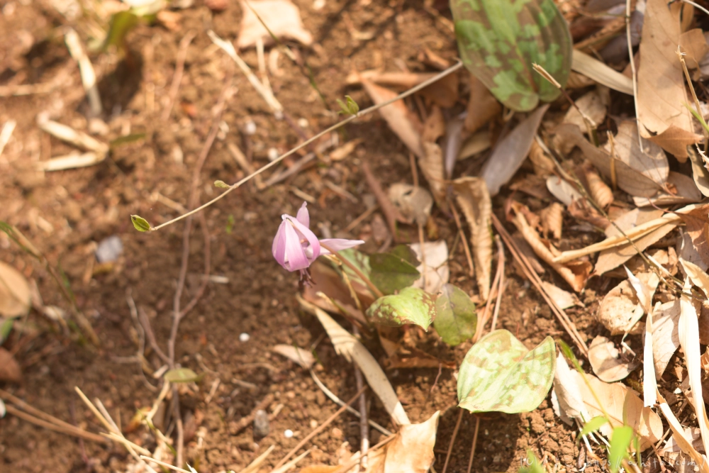 カタクリの花 - 01