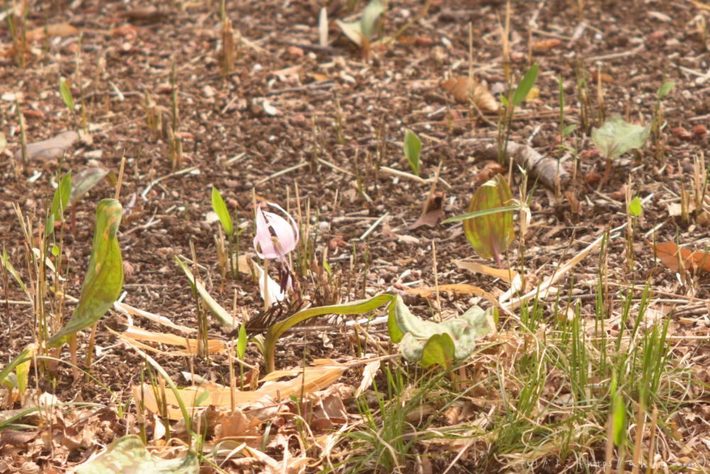 カタクリの花 - 03