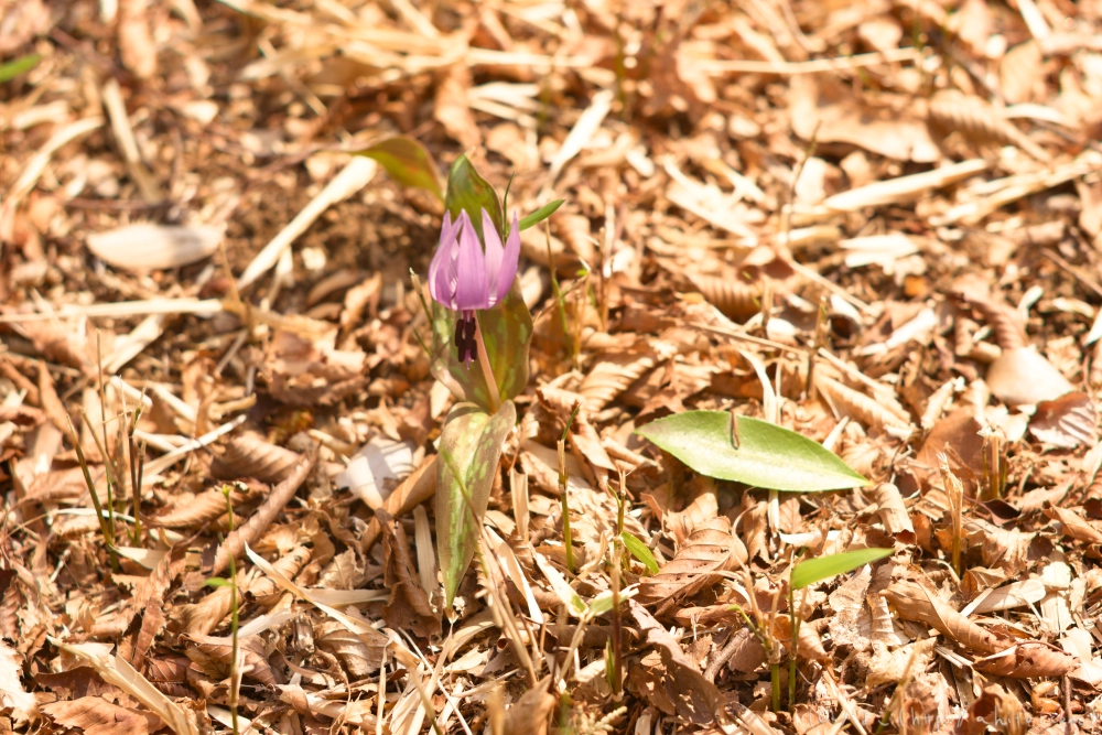 カタクリの花 - 04