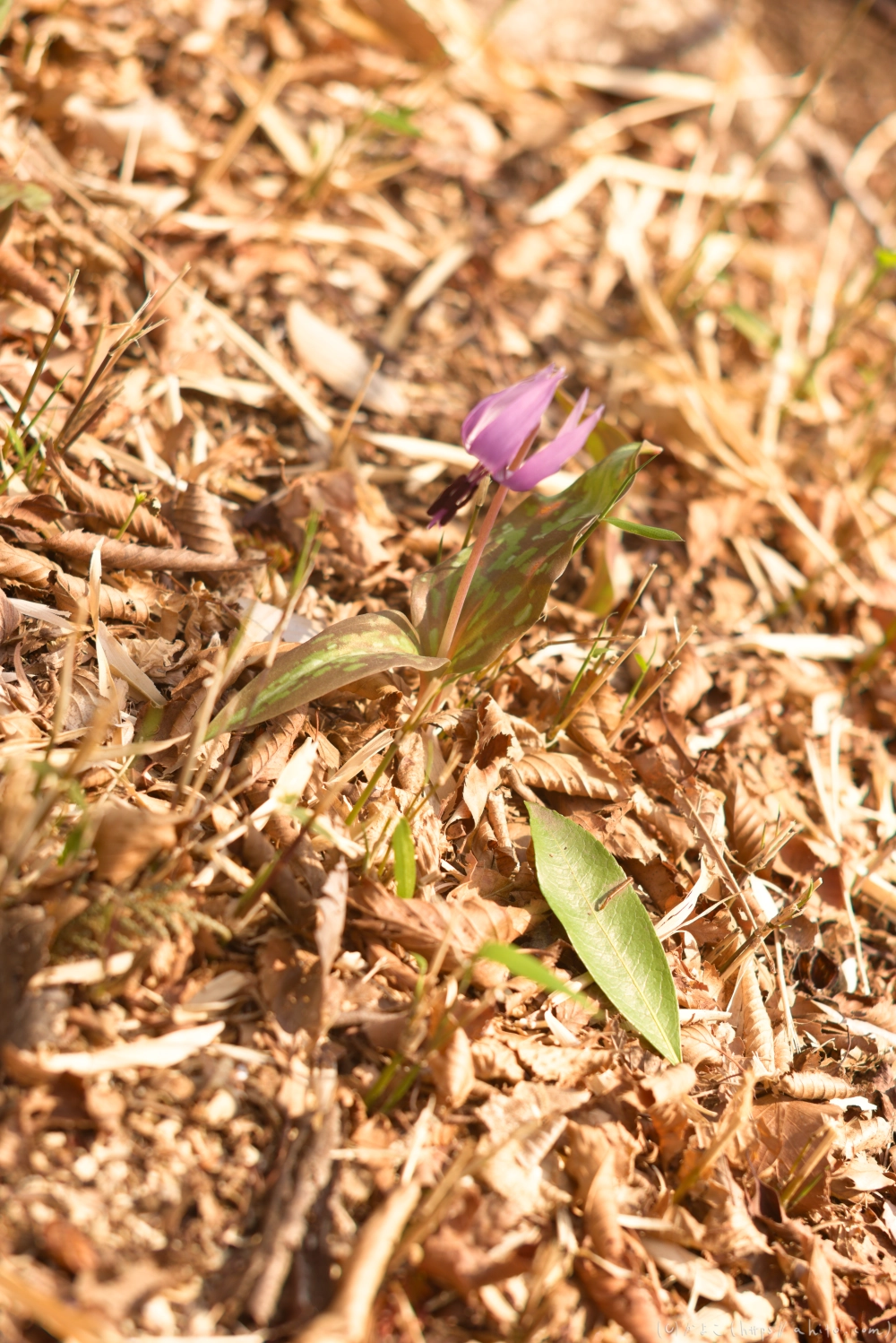カタクリの花 - 05