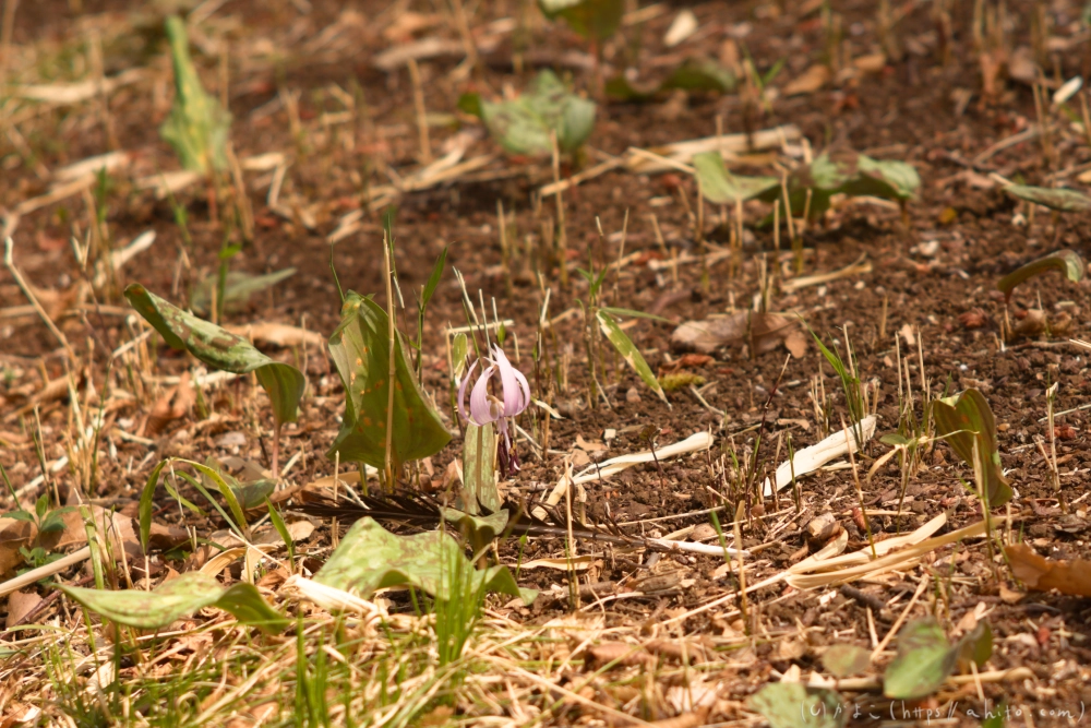 カタクリの花 - 06