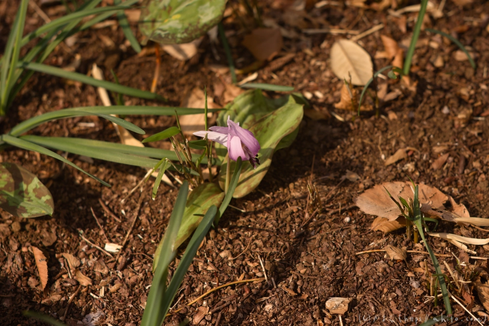 カタクリの花 - 07