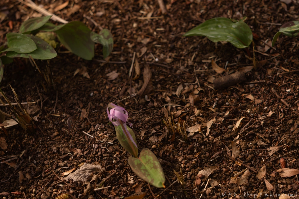 カタクリの花 - 08