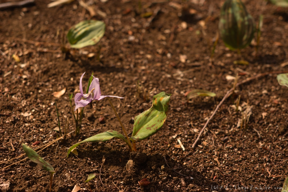 カタクリの花 - 10