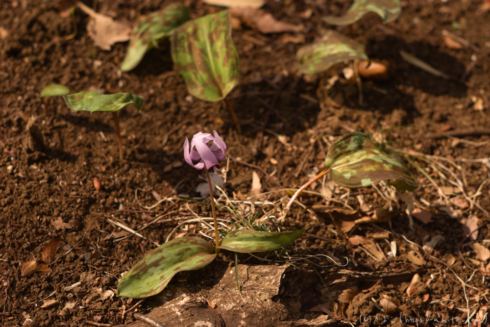 カタクリの花 - 11