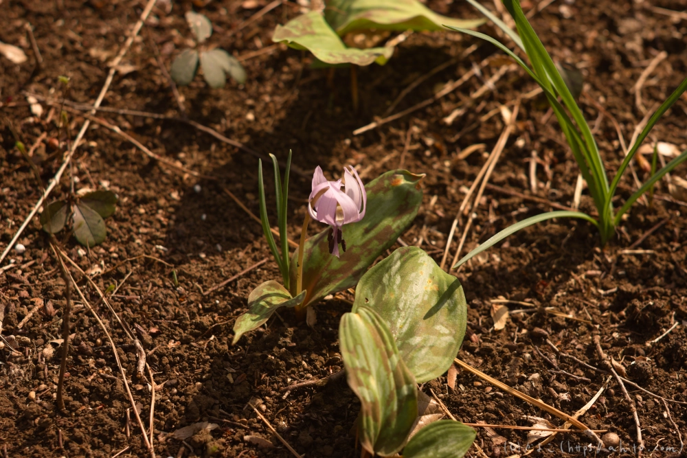 カタクリの花 - 12