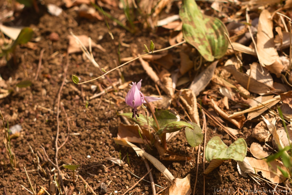 カタクリの花 - 13