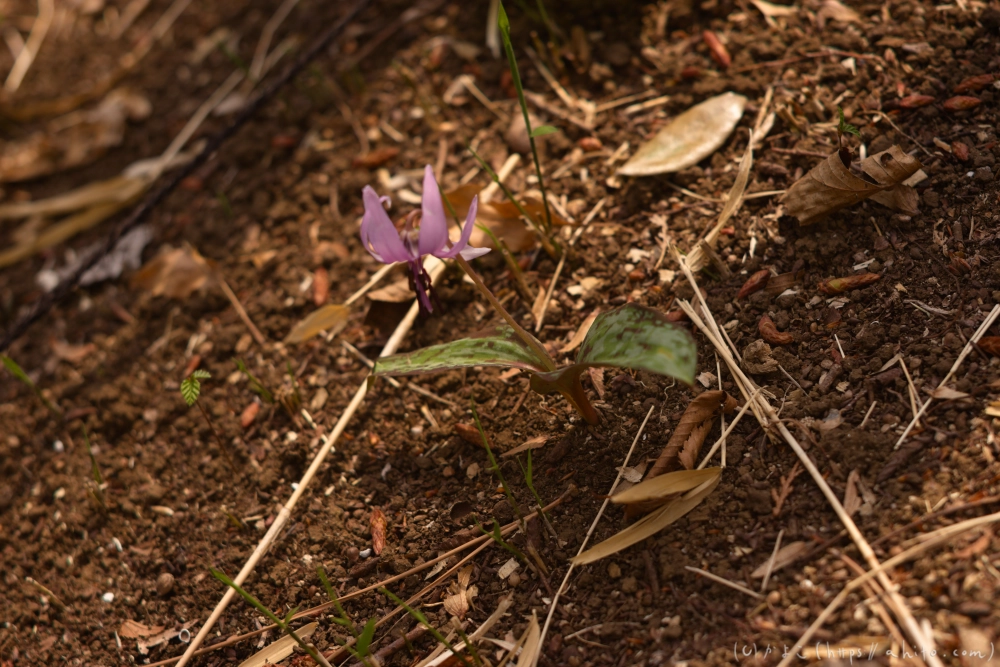 カタクリの花 - 14