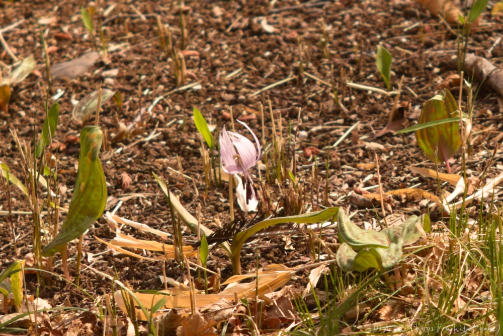 カタクリの花 - 15