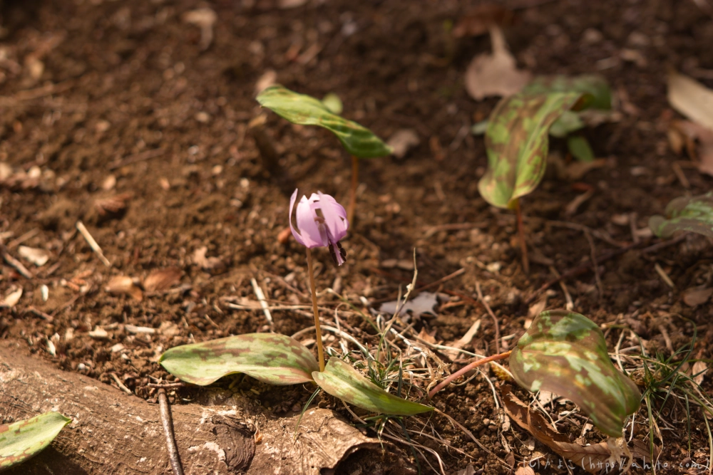 カタクリの花 - 16
