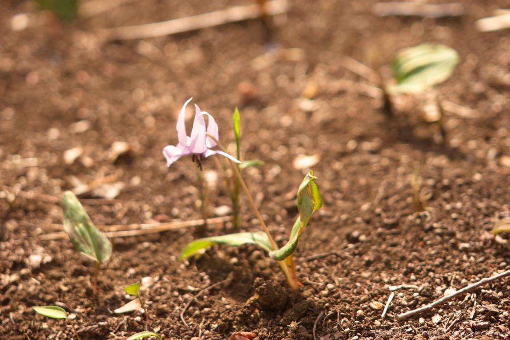 カタクリの花 - 17