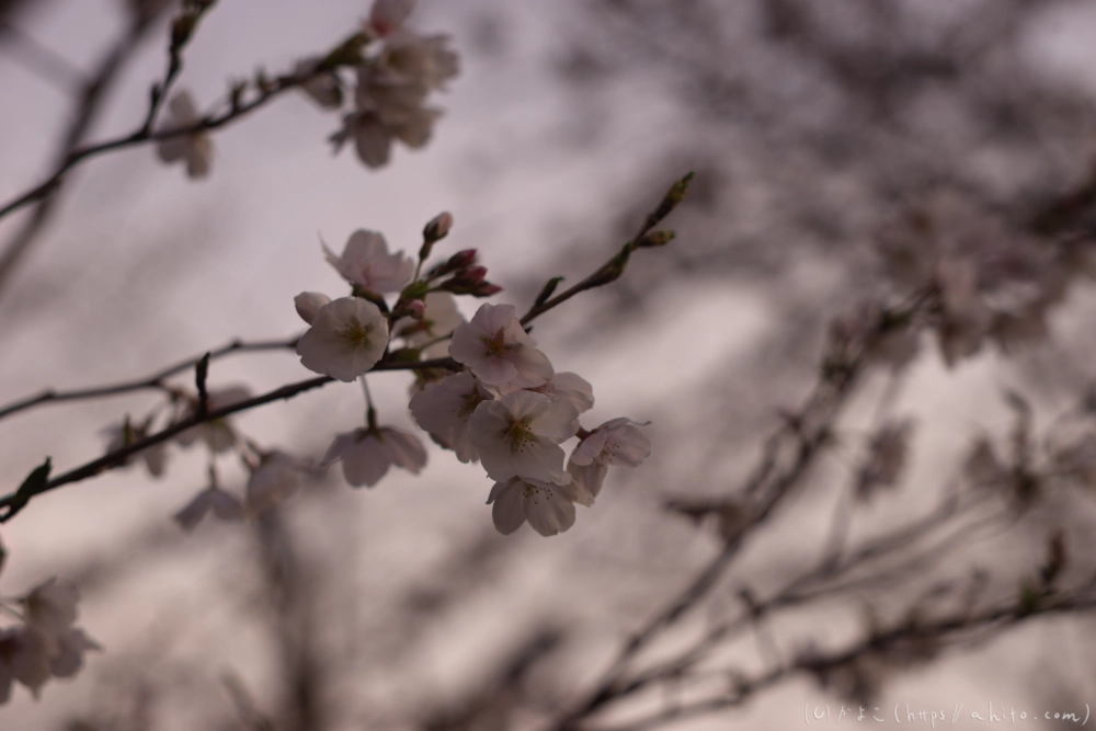 さくら - 07