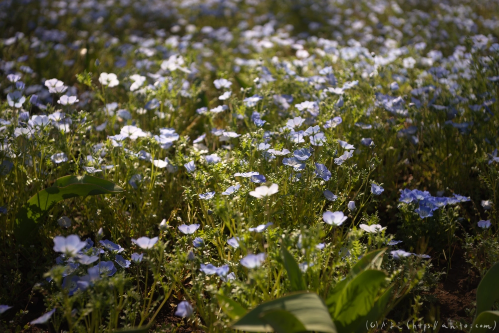 ネモフィラ - 01