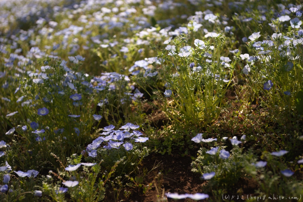 ネモフィラ - 02