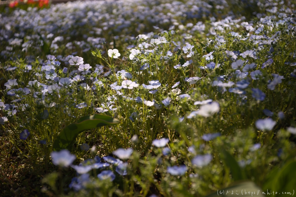 ネモフィラ - 03