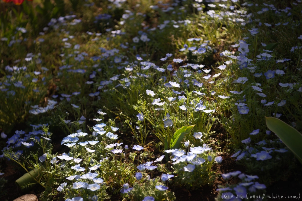 ネモフィラ - 04