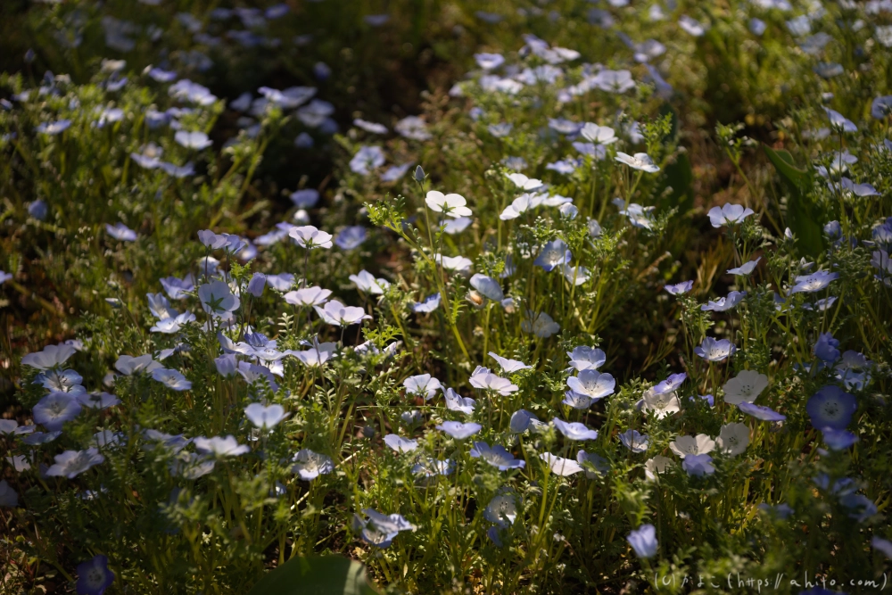 ネモフィラ - 05