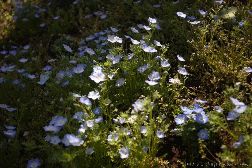 ネモフィラ - 06