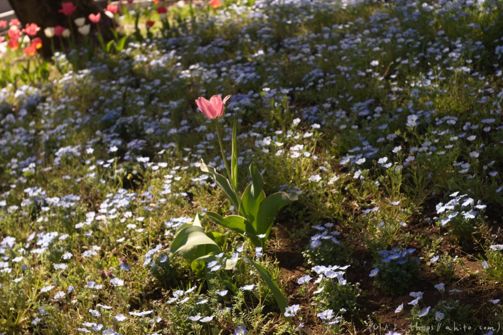 ネモフィラ - 07