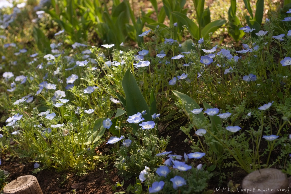 ネモフィラ - 09