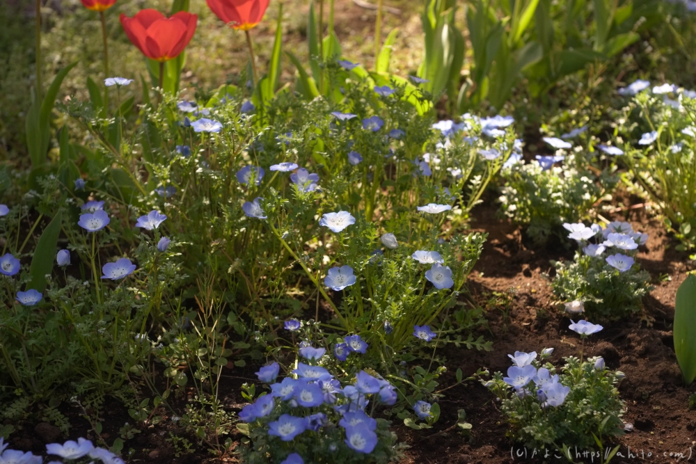 ネモフィラ - 10