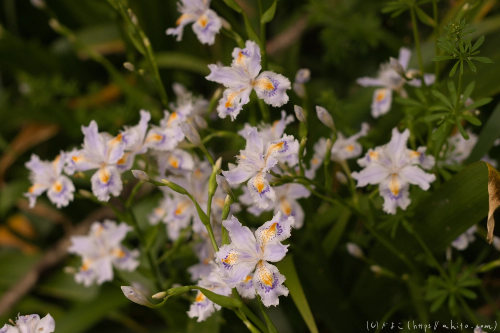 シャガの花 - 02