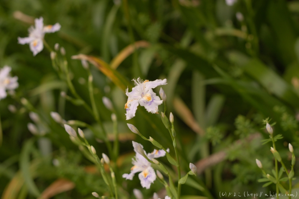 シャガの花 - 03