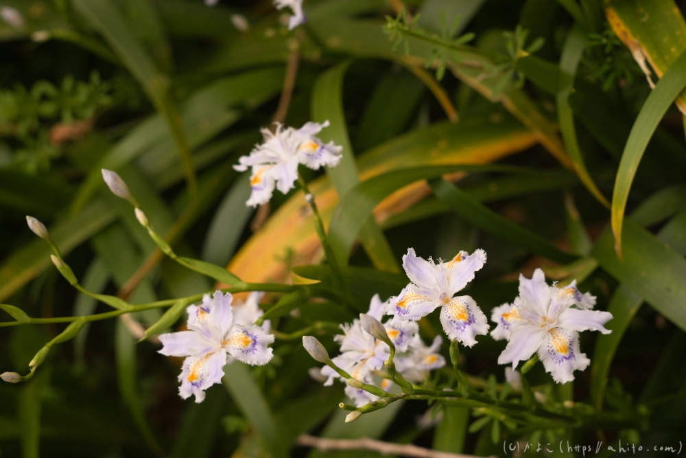 シャガの花 - 04