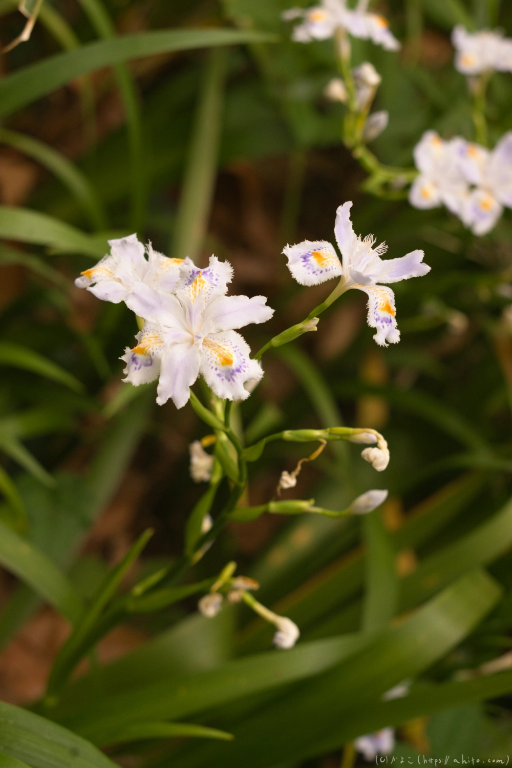 シャガの花 - 05