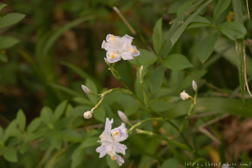 シャガの花 - 06
