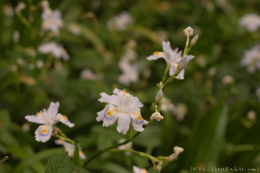 シャガの花 - 07