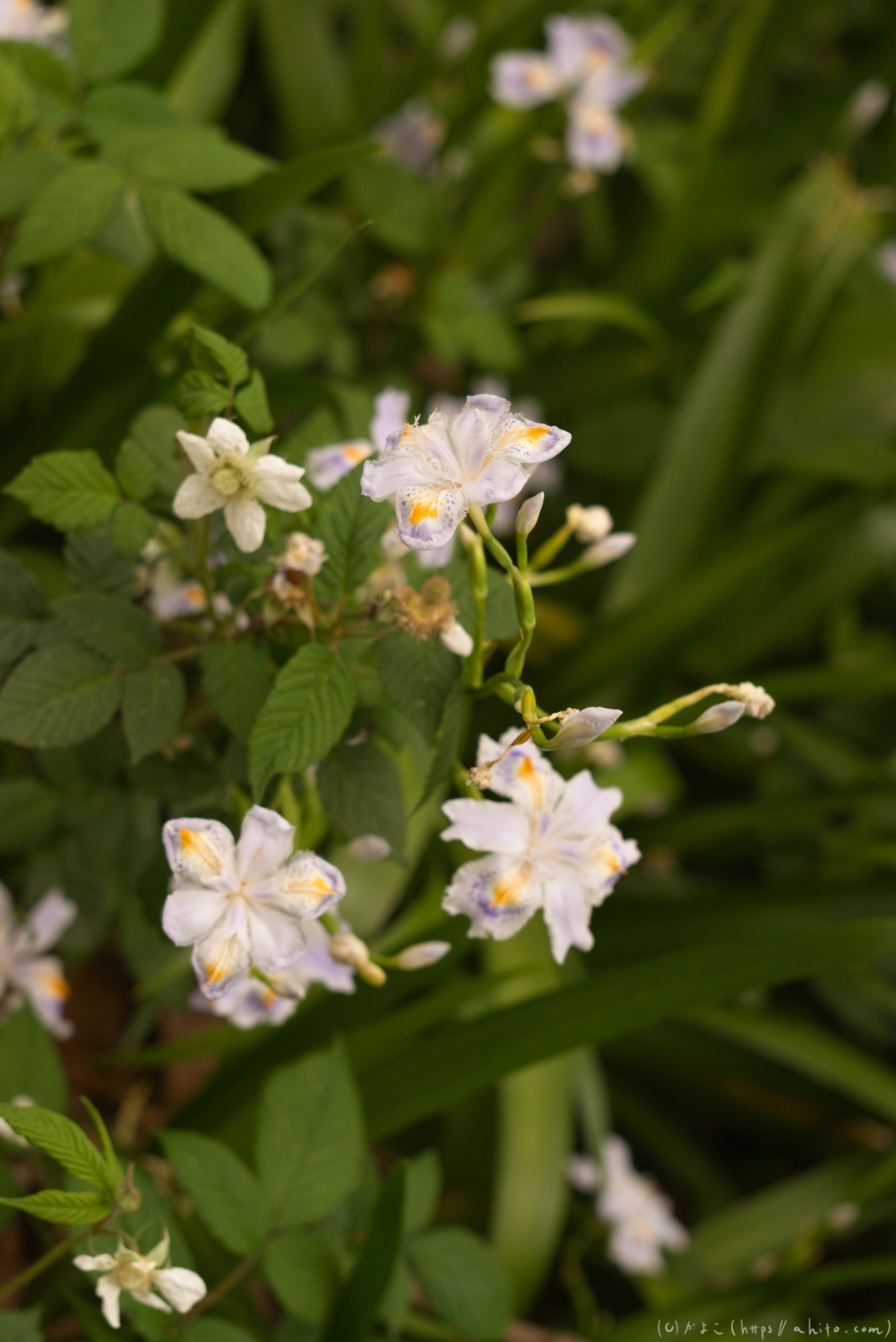 シャガの花 - 08