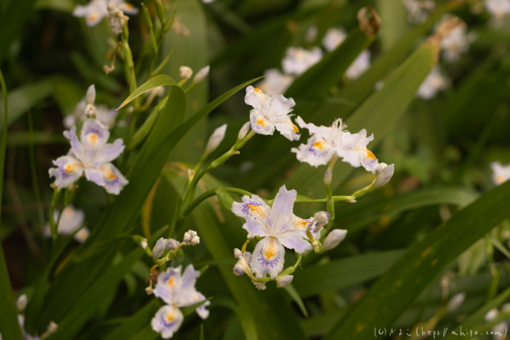 シャガの花 - 09
