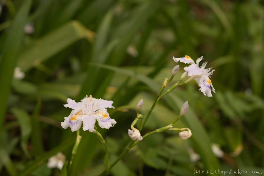 シャガの花 - 10
