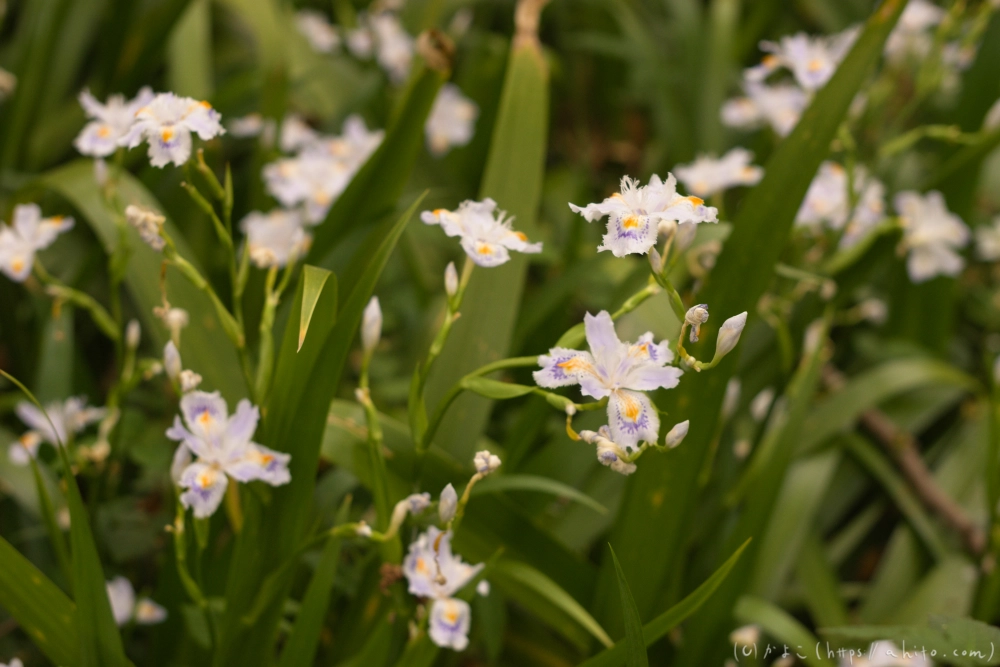 シャガの花 - 12